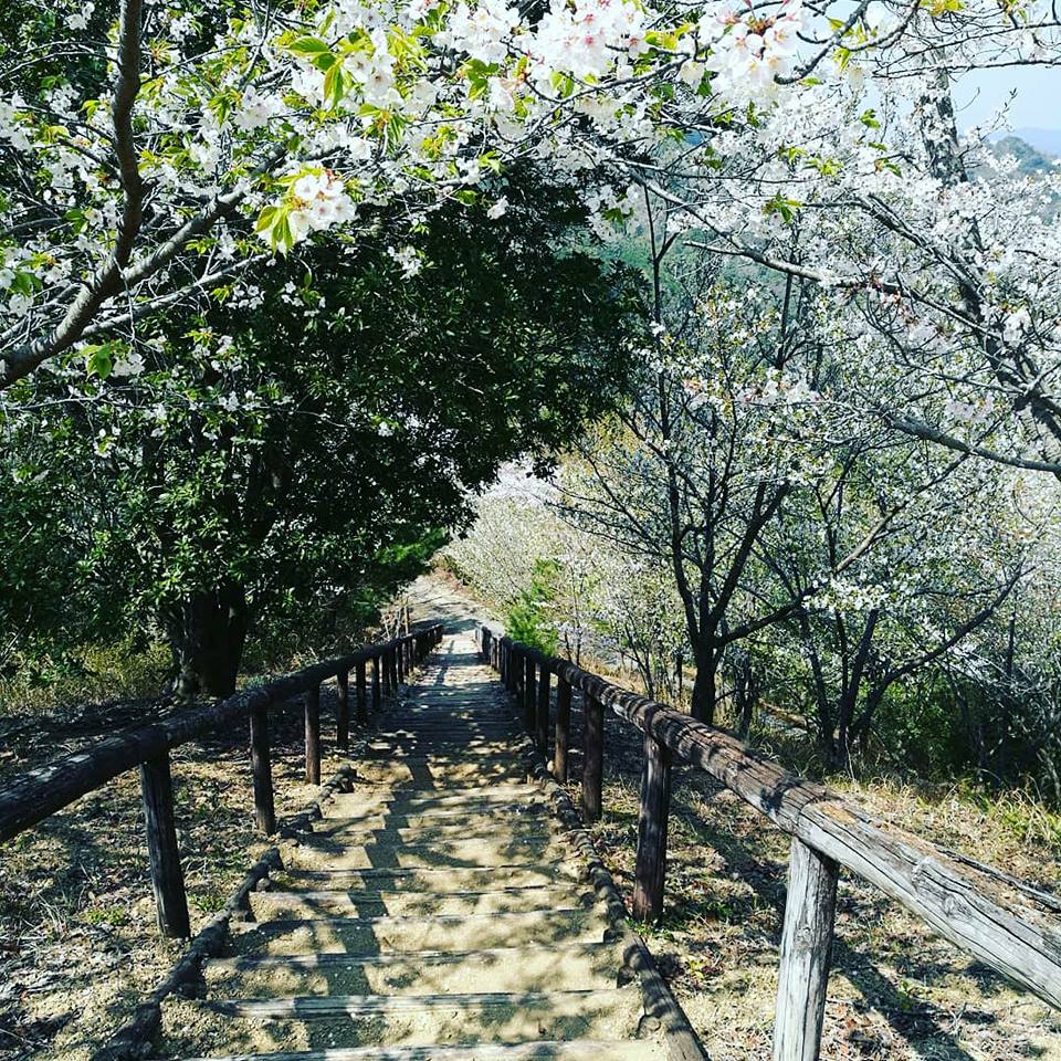 長い階段を上ってきました。桜のトンネルになっているので、癒されます