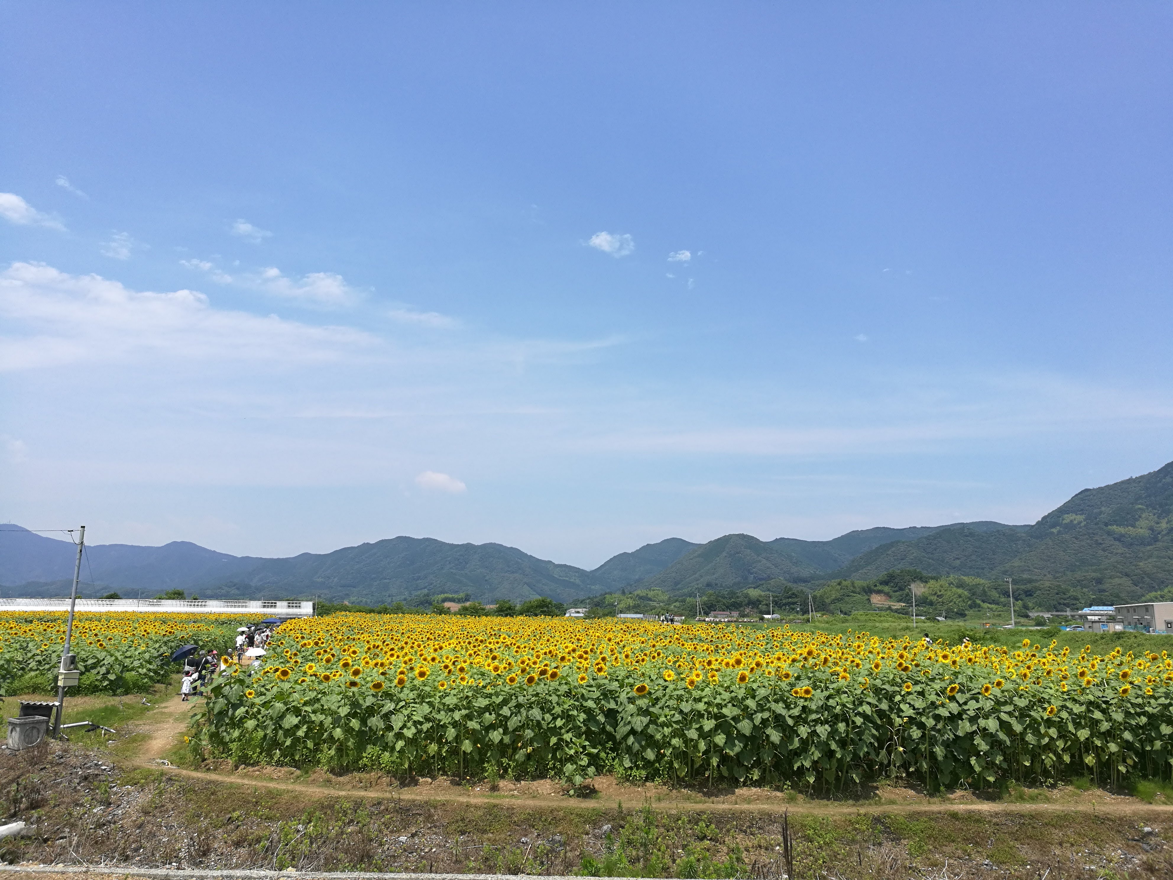 出間のひまわり畑 蓮池公園 初夏の絶景さわやかサイクリング 高知県土佐市 高知に移住したのーてんき女のブログ