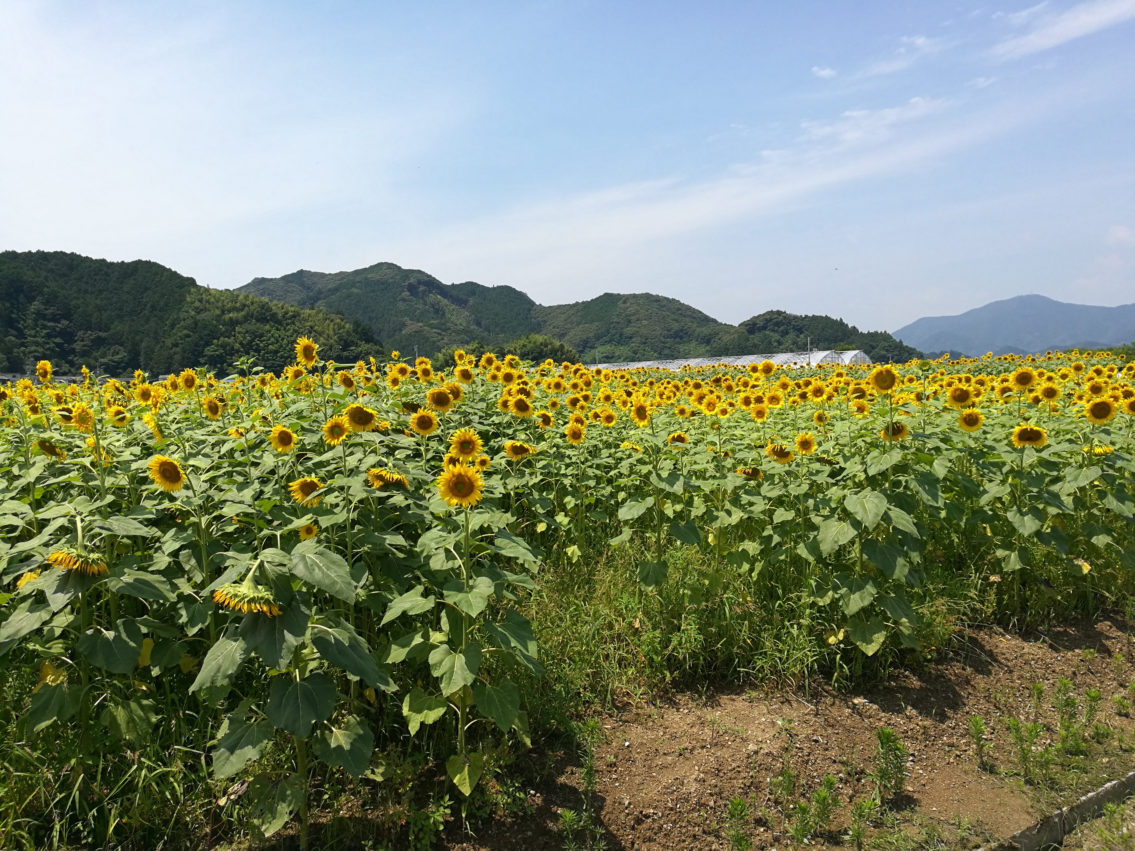 出間のひまわり畑 蓮池公園 初夏の絶景さわやかサイクリング 高知県土佐市 高知に移住したのーてんき女のブログ