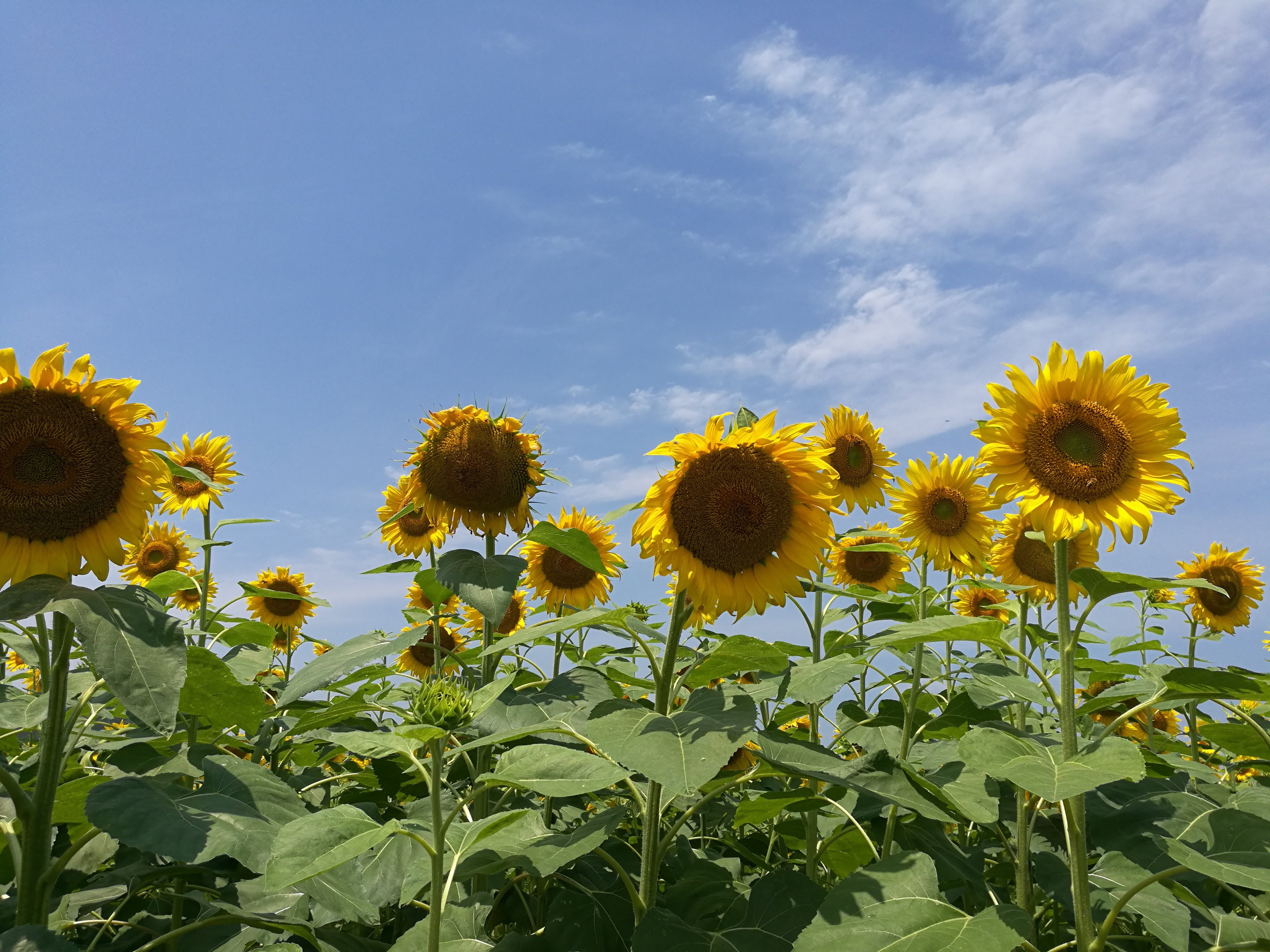 出間のひまわり畑 蓮池公園 初夏の絶景さわやかサイクリング 高知県土佐市 高知に移住したのーてんき女のブログ