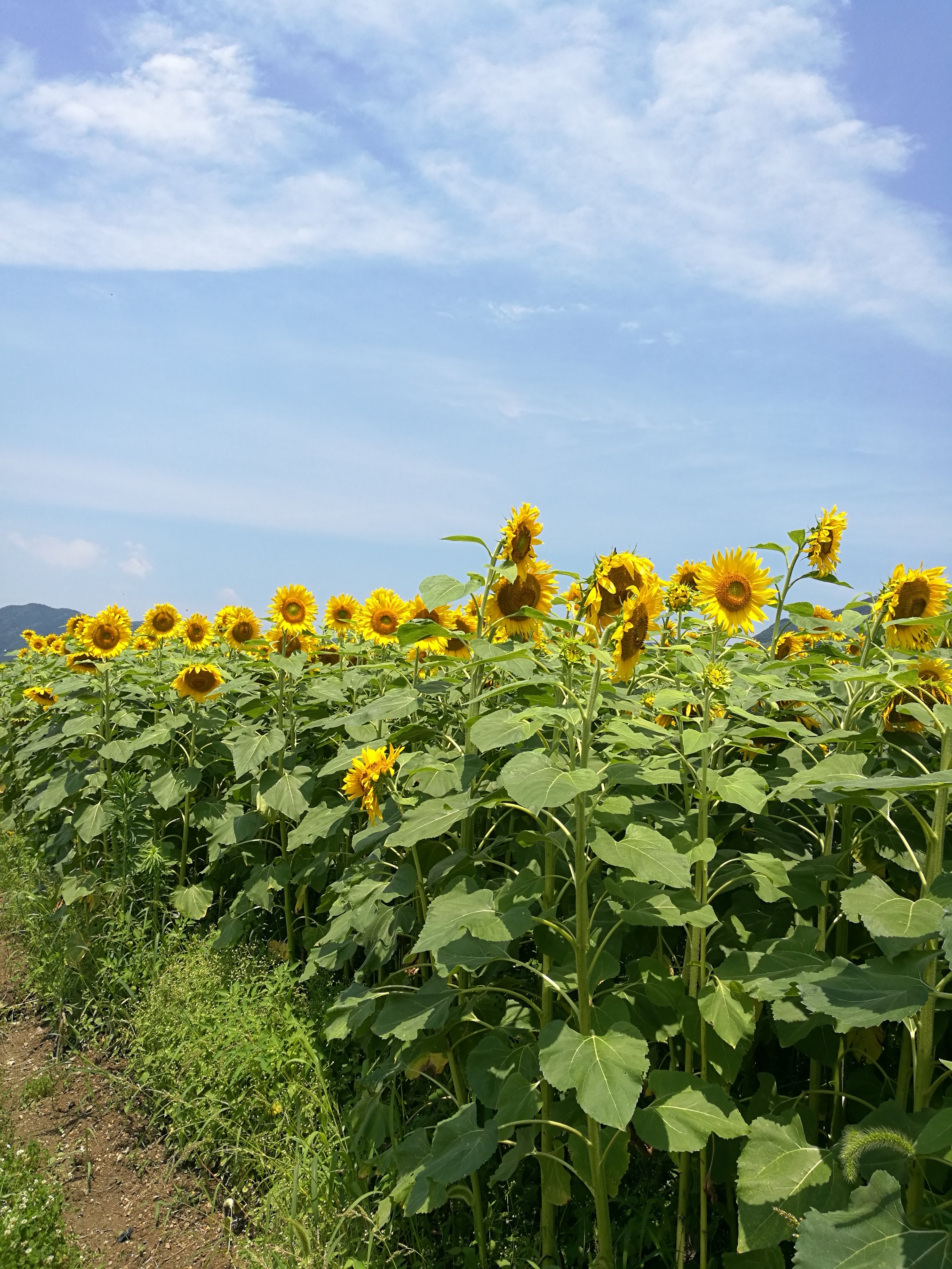 出間のひまわり畑 蓮池公園 初夏の絶景さわやかサイクリング 高知県土佐市 高知に移住したのーてんき女のブログ