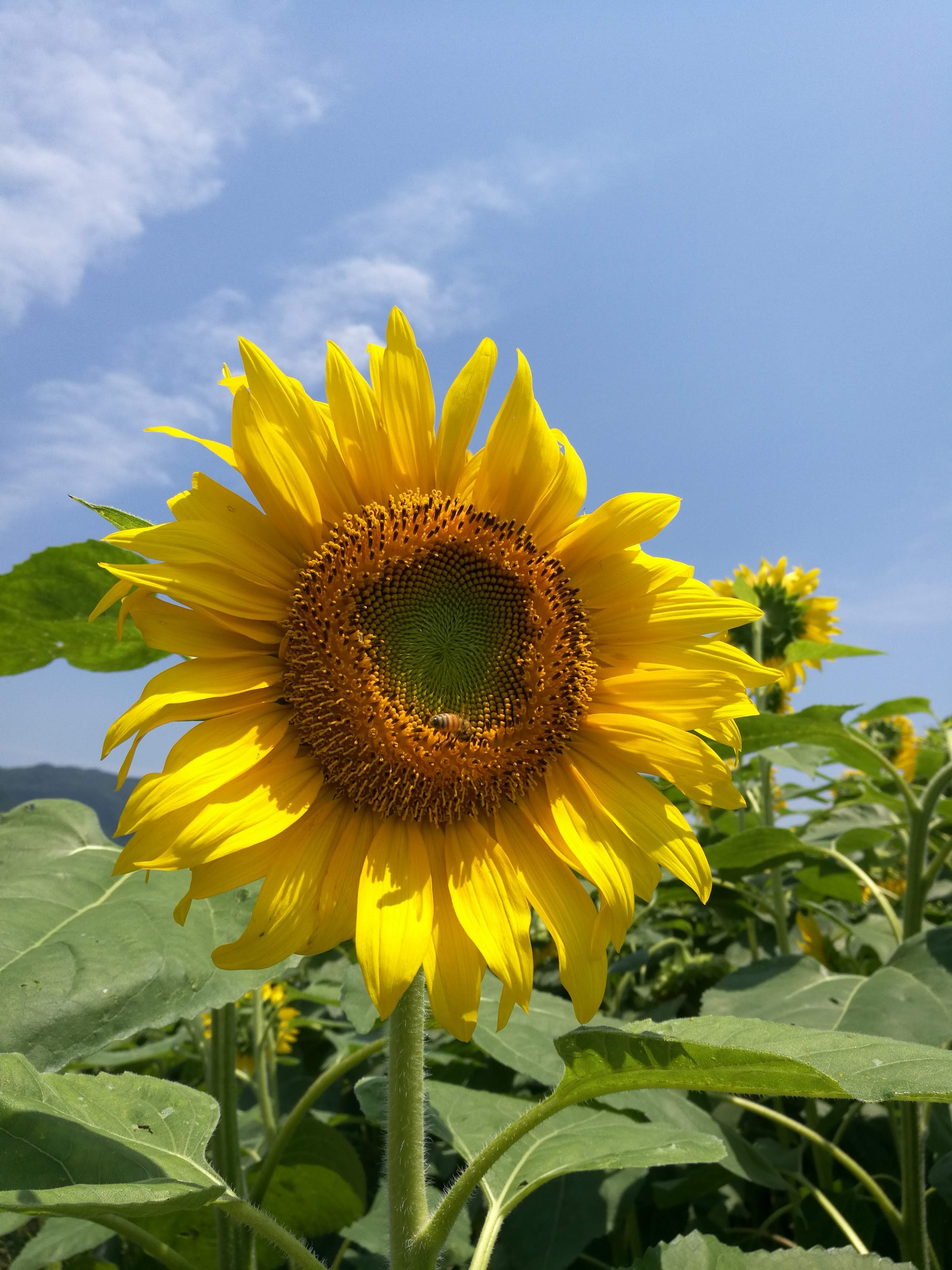 出間のひまわり畑 蓮池公園 初夏の絶景さわやかサイクリング 高知県土佐市 高知に移住したのーてんき女のブログ