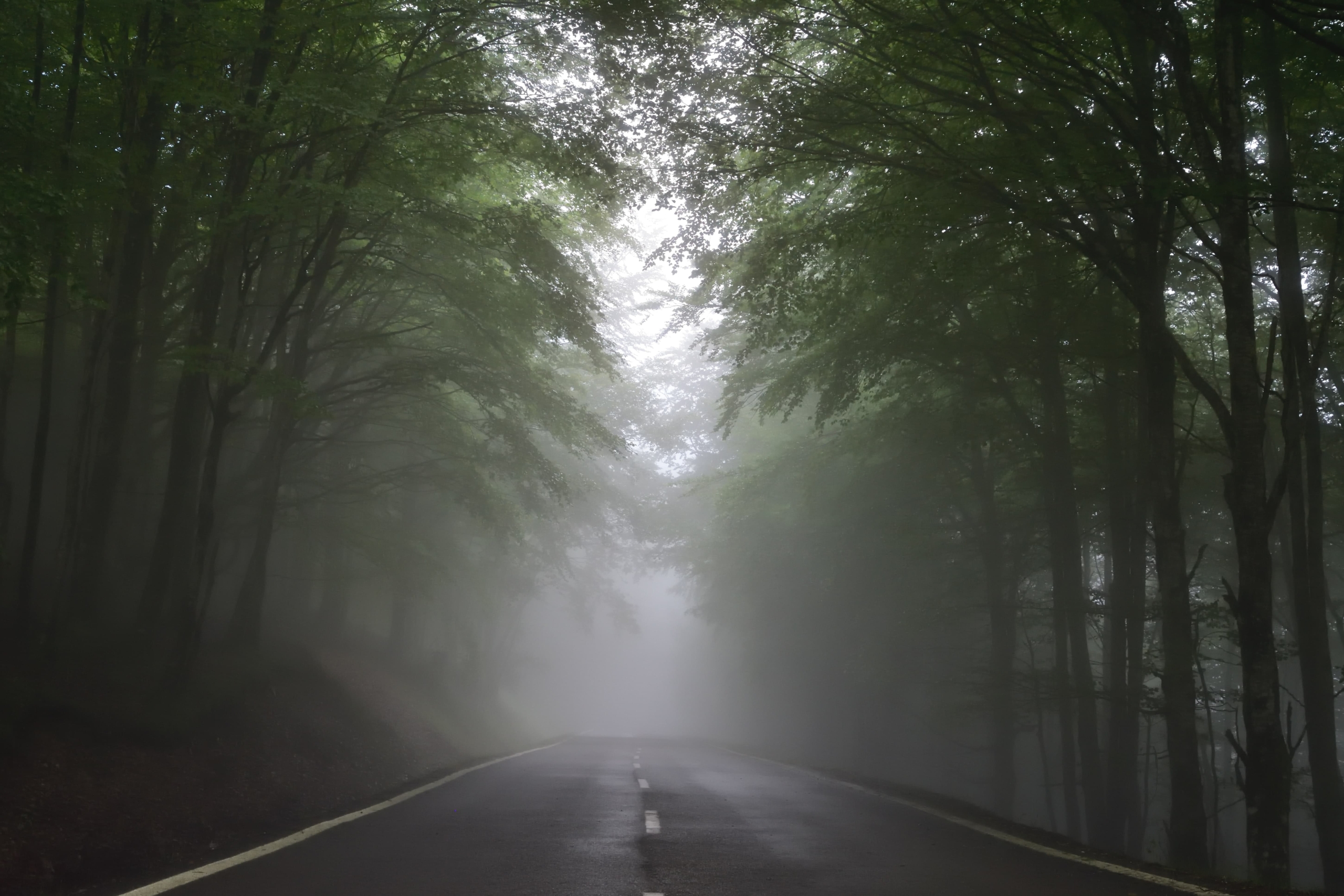 霧のこい山岳道路